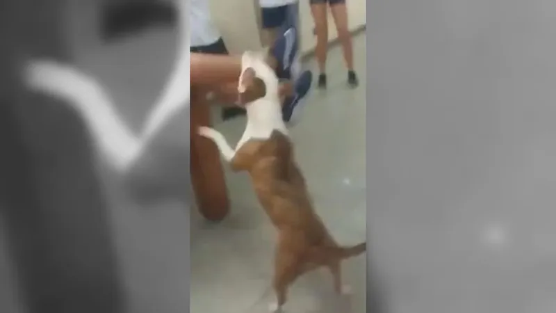 Pitbull entra em escola no Rio e ataca criança