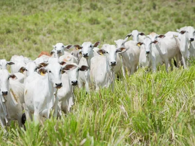 Veja os principais destaques do agronegócio nesta quarta-feira (20) no Giro Brasil