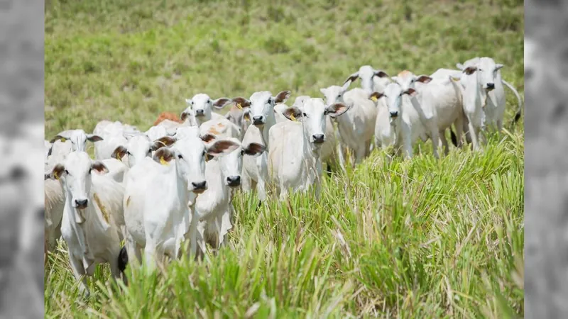 Arroba do boi gordo volta a ser negociada acima do valor da carne