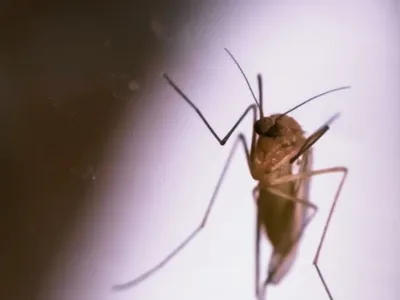 Brasil registra mais de 65 mil casos de malária no primeiro semestre de 2024