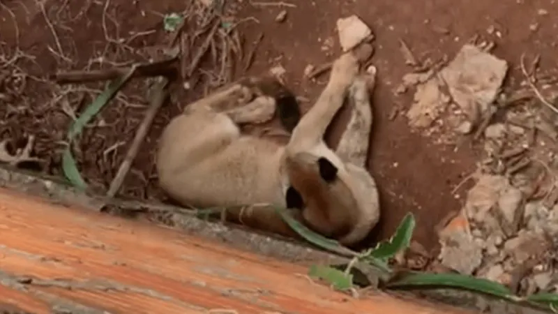 Onça-parda é encontrada em quintal de casa em Florínea