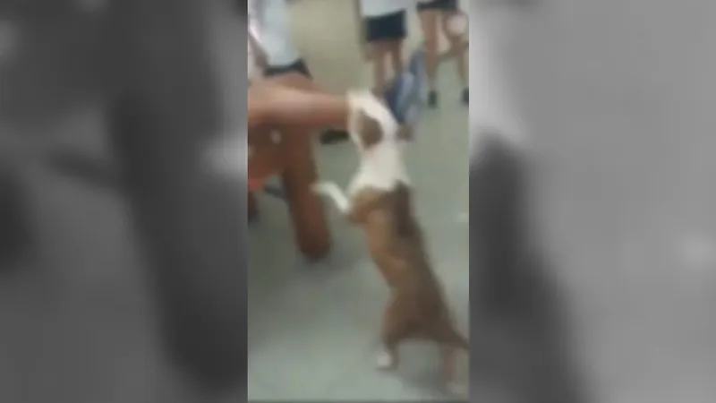 Criança atacada por pitbull tem quadro de saúde estável