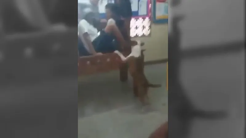 Cachorro ataca criança dentro de escola na Maré