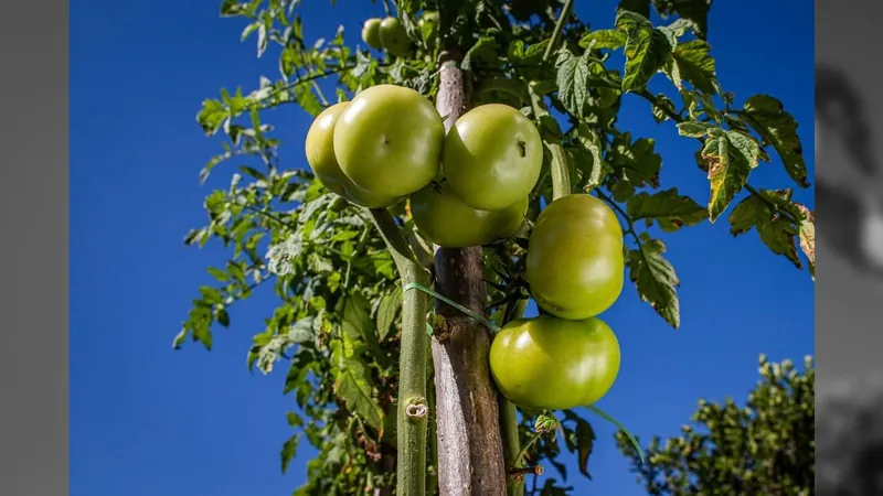 Goiás deve responder por 30% da produção brasileira de tomate