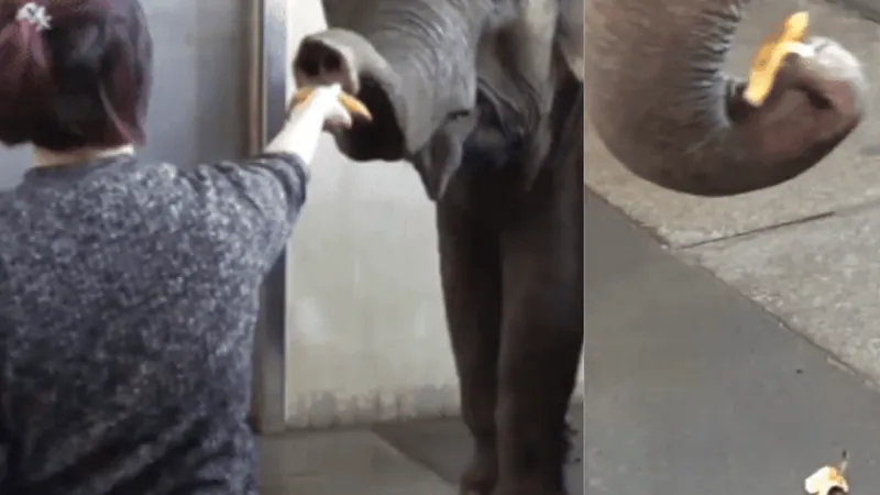 Elefanta descasca banana sozinha em zoo de Berlim