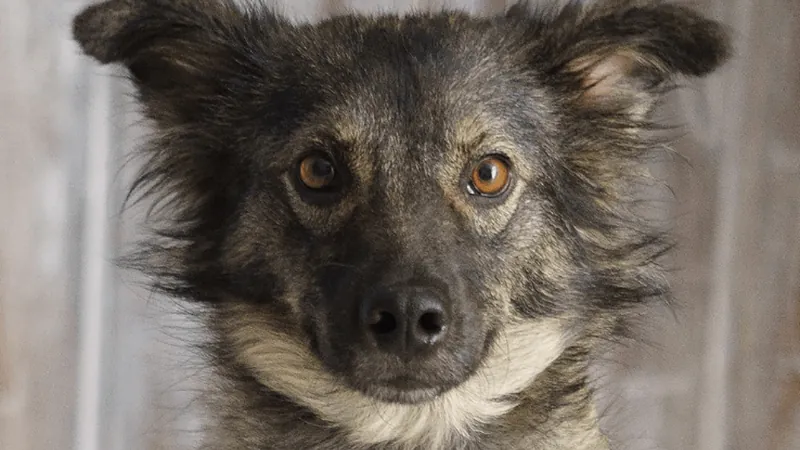 Taubaté realiza feira de adoção de cães e gatos