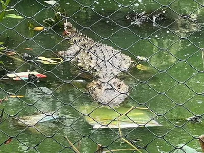 População de jacarés que vive na Lagoa de Jacarepaguá corre risco de extinção