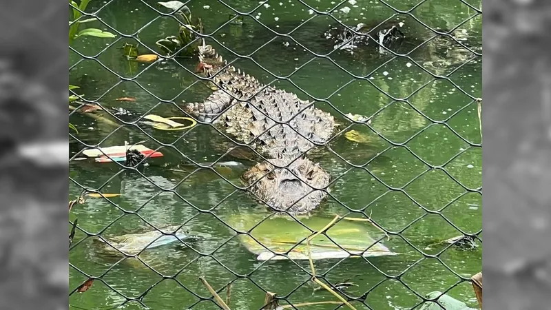 População de jacarés que vive na Lagoa de Jacarepaguá corre risco de extinção