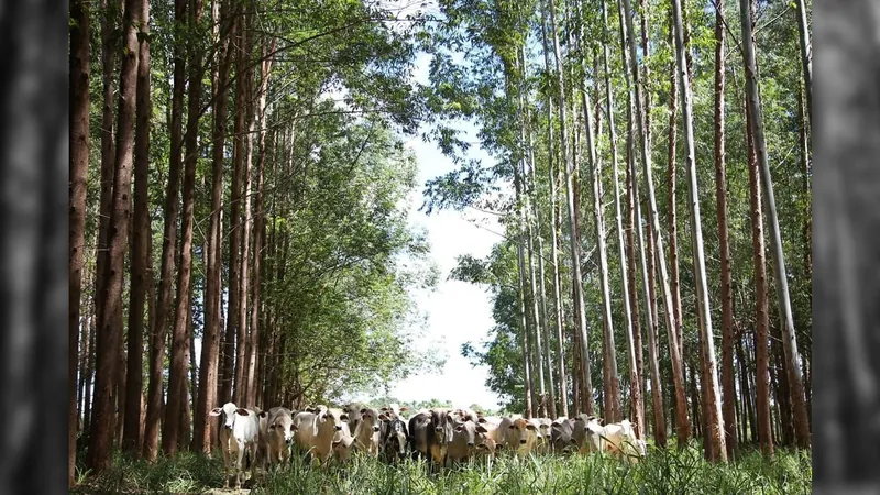 Plano Safra vai priorizar agricultura de baixo carbono