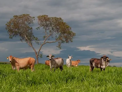 Irrigação de pastos pode ser aliada da pecuária, afirmam especialistas