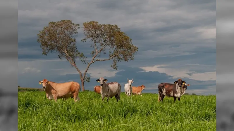 Irrigação de pastos pode ser aliada da pecuária, afirmam especialistas