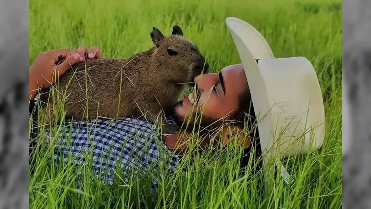 Capivara Filó é devolvida ao influenciador Agenor Tupinambá; veja