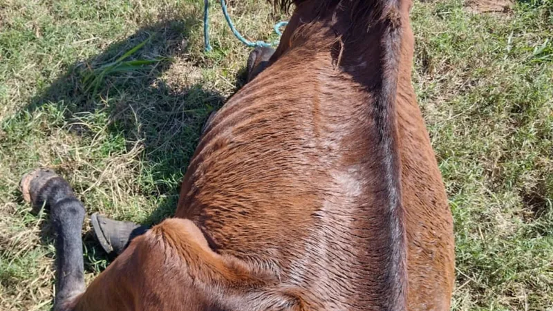 O dono do animal foi multado em R$ 3 mil