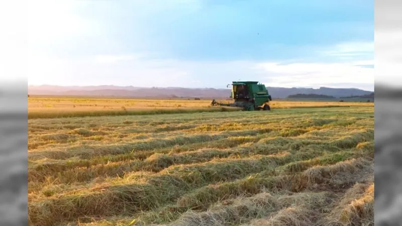 Arroz: 89,54% da área plantada na safra 2022/2023  ja foi colhida