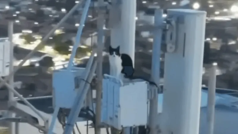 Gato sobe torre de mais de 65 metros no Ceará