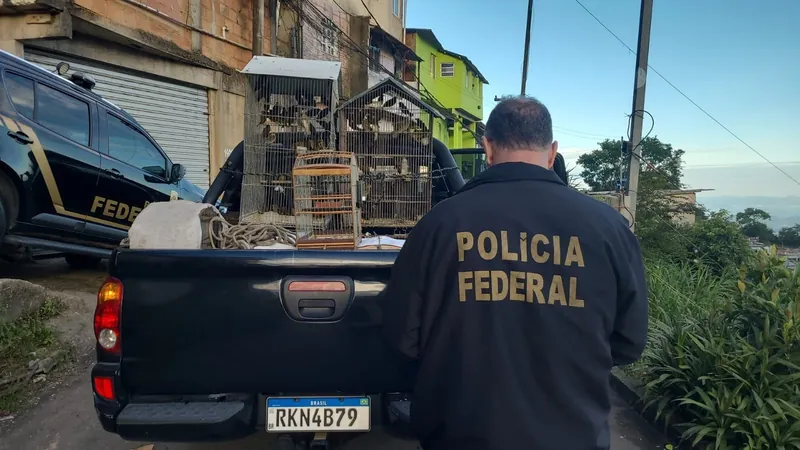 Polícia Federal resgata cerca de 120 pássaros silvestres em Petrópolis