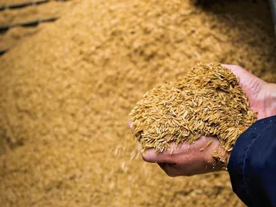 Começa a semeadura de arroz no Rio Grande do Sul