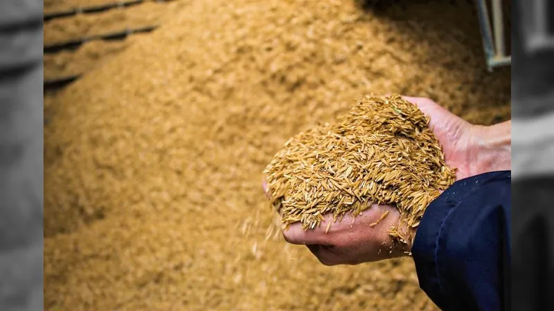 Começa a semeadura de arroz no Rio Grande do Sul