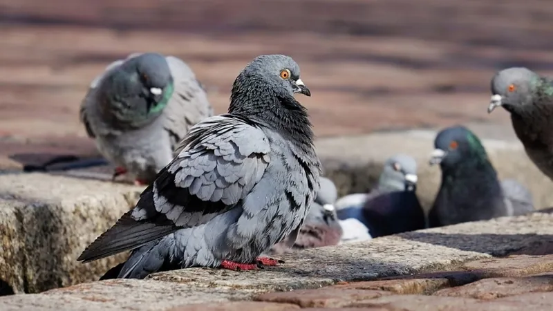 Quatro pessoas morrem após confusão entre criadores de pombo em Portugal