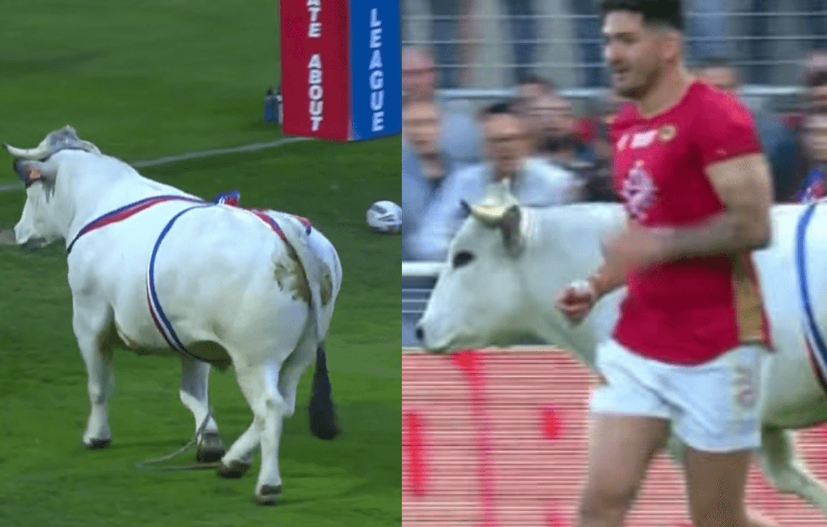 Touro invade campo durante partida de rugby na França; veja