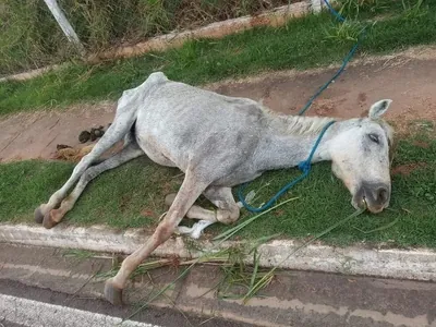 Égua é vítima de maus-tratos e precisa ser sacrificada em Presidente Prudente 