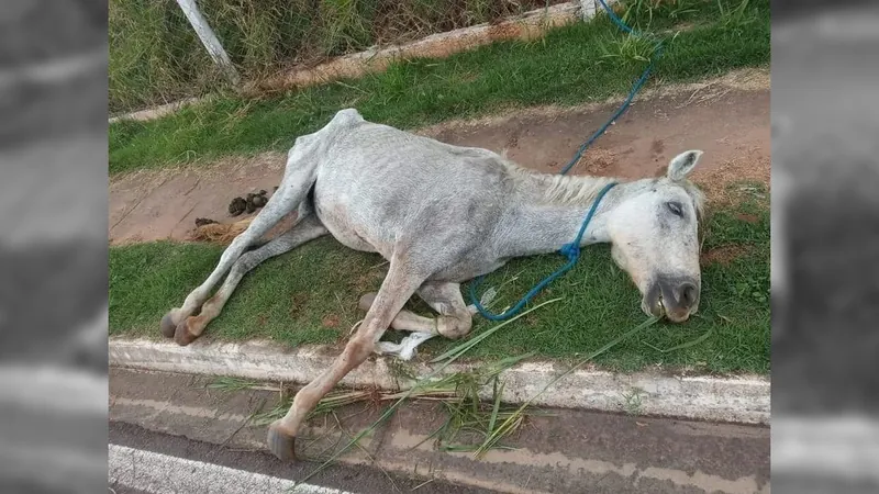 Égua é vítima de maus-tratos e precisa ser sacrificada em Presidente Prudente