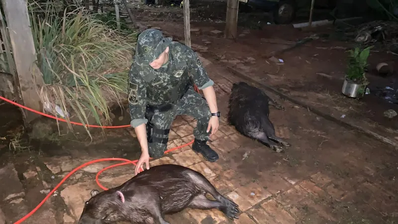 Os policiais encontraram três animais mortos