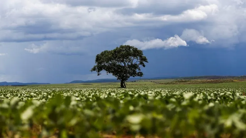 Safra de cereais, leguminosas e oleaginosas pode chegar a 300 mi de toneladas