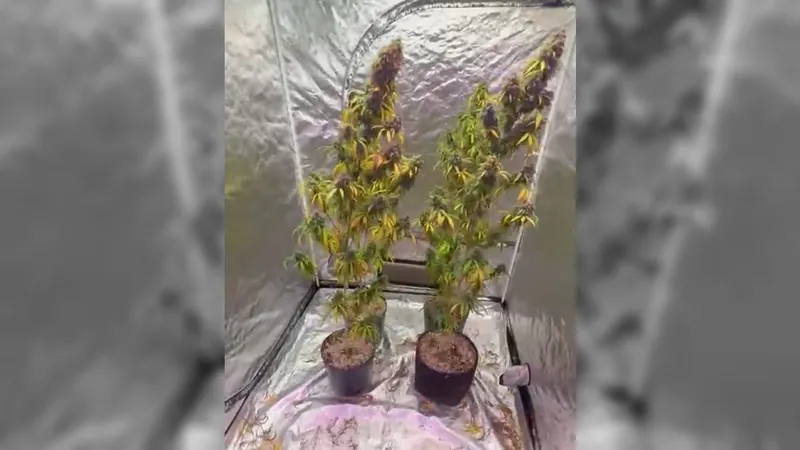 Polícia localiza plantação de maconha em casa na cidade de Itu