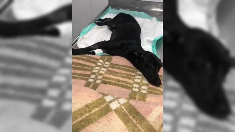 Cachorro com suspeita de cinomose precisa de ajuda no tratamento