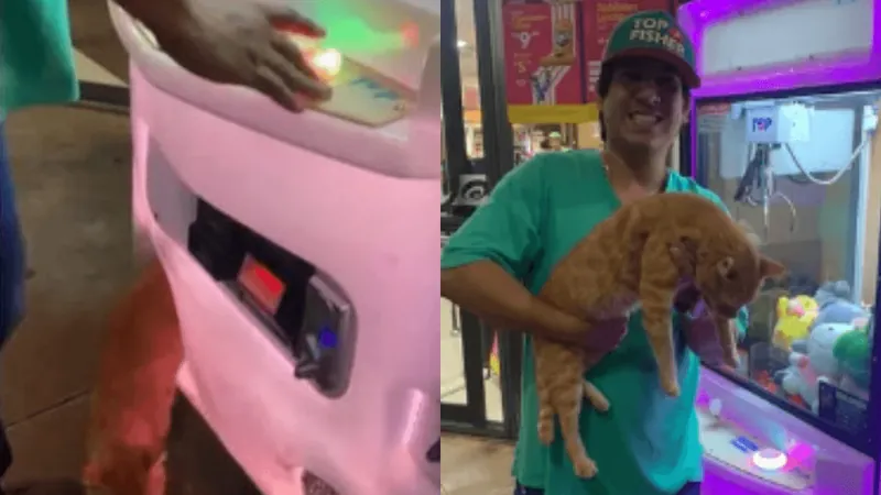 Homem “pesca” gato de verdade em máquina de pelúcia