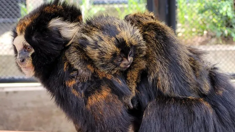 Filhotes raros de sagui-caveirinha nascem em cativeiro no interior de SP