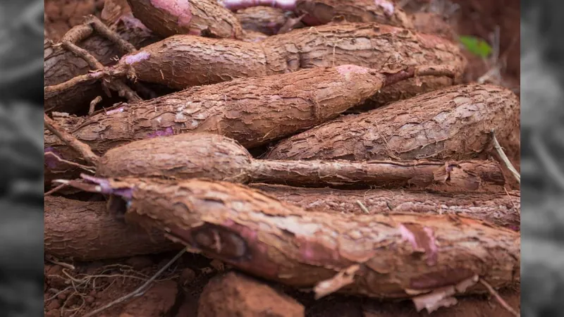 Preço da mandioca acumula queda de 40% em 2023, indica Cepea