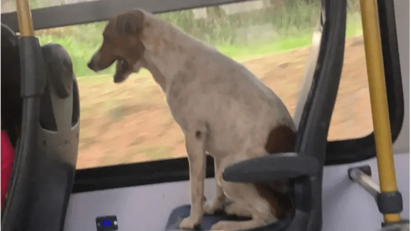 Cachorro pega ônibus sozinho em Campinas e vídeo viraliza