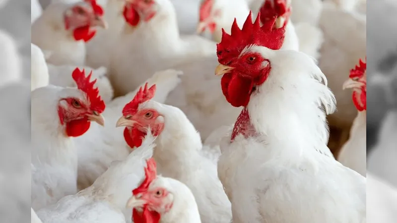 Gripe aviária foi confirmada pela primeira vez no Brasil 