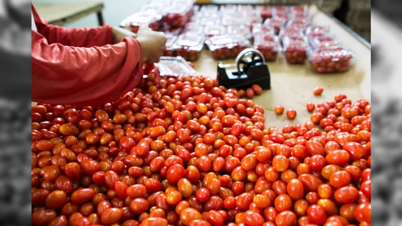 Valor Bruto da Produção Agropecuária de 2023 é estimado em R$ 1,216 trilhão