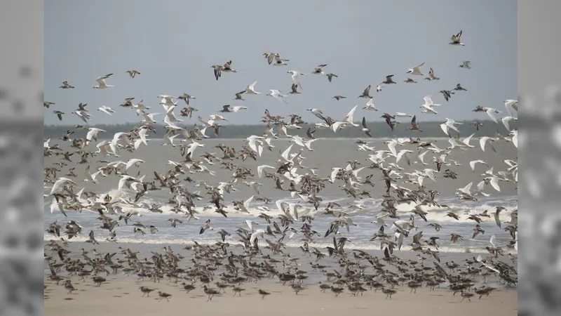 Gripe aviária: mais de 200 milhões de aves foram sacrificadas