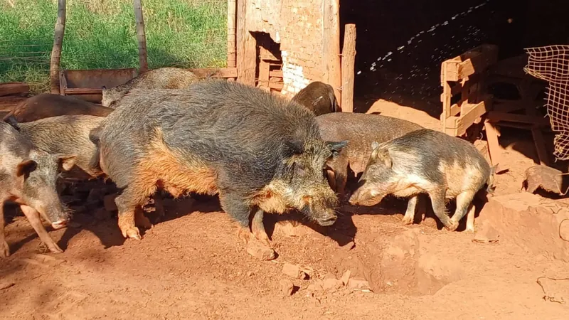 A polícia localizou na fazenda 34 javaporcos e um javali