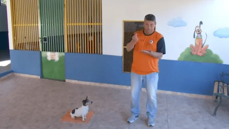 Adestramento de cães é atração do Dog Fashion Day, veja o vídeo!