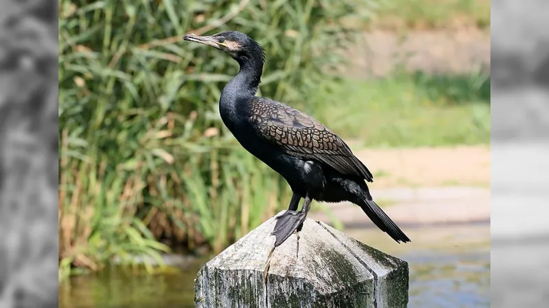 Espírito Santo inicia sacrifício de aves para conter foco de gripe aviária