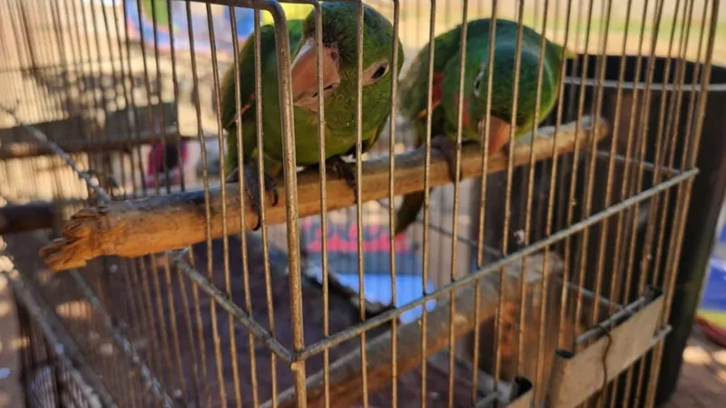 A proprietária das aves foi multada em R$ 1,5 mil