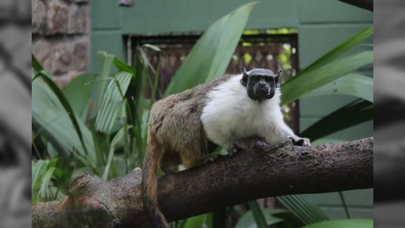 Zoo de Sorocaba tem sucesso no manejo de primata ameaçado de extinção