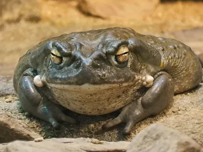 Entenda efeitos do veneno do sapo bufo, proibido no Brasil