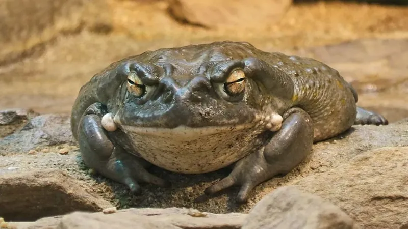 Entenda efeitos do veneno do sapo bufo, proibido no Brasil