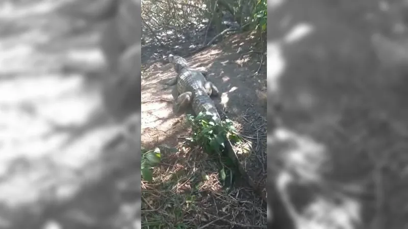 Jacaré é encontrado em uma manilha de obra em Niterói