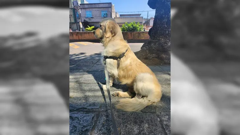 Cão baleado na Zona Norte do Rio recebe alta do hospital