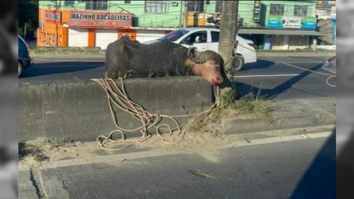 Vídeo Búfalo Causa Transtornos No Trânsito Em Rodovia De São Gonçalo No Rj