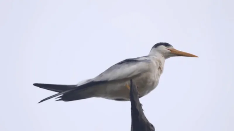 Segundo caso de gripe aviária é confirmado em aves silvestres no Rio