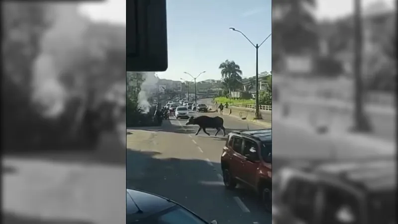 Vaca invade rodovia de São Gonçalo e para trânsito da região