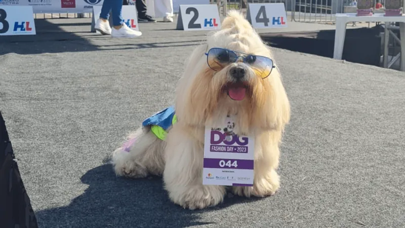 Dog Fashion Day Taubaté: inscrições seguem até esta quarta-feira (20)